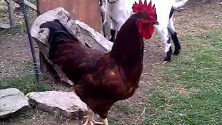 Rooster Crowing [upl. by Milinda]