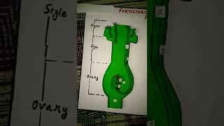 fertilization in flowering plants modelscienceprojectfertilisationmodelbiologymodelytubeshorts [upl. by Liahkim]