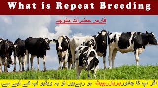 Repeat breeding in Cow  Causes amp Treatment of repeat breeding in high Milk producer Cows DRSajid [upl. by Zeidman]