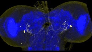 Linking fly larvae behavior to the brain  Science News [upl. by Enimaj]