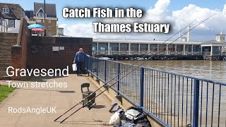 Catch Fish in the Thames Estuary GRAVESEND TOWN STRETCHES [upl. by Yerroc47]