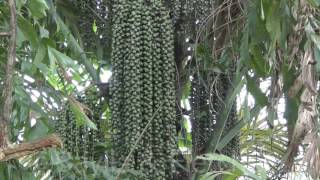 Fishtail Palm Caryota sp Perak Malaysia 20160202155401m2ts [upl. by Anegal949]