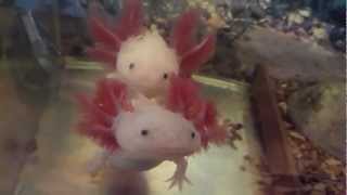 Axolotl Ambystoma Mexicanum HD [upl. by Nakeber]