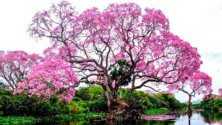 15 Arboles Más Hermosos Del Mundo Que Verás Por Primera Vez [upl. by Asiulairam253]