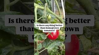 🪴 Homegrown Tomatoes 🍅 homegrowntomatoes tomatoes growyourown allotment allotmentgarden [upl. by Ledeen961]