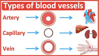 Types of blood vessels  Artery capillary amp vein  Easy learning video [upl. by Wareing]