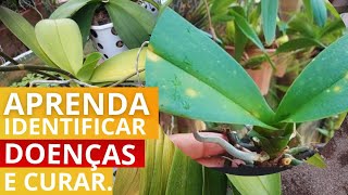 Por que as orquídeas ficam com as folhas amarelas e com pintas [upl. by Accever756]