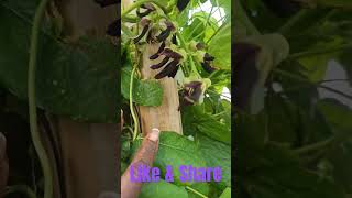 Mucuna Pruriens velvetbeans velvet veteran farmer homestead homesteading miami [upl. by Walcott299]