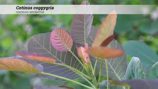 common smoketree Cotinus coggygria [upl. by Imalda752]