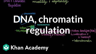 DNA and chromatin regulation  Biomolecules  MCAT  Khan Academy [upl. by Oetsira]