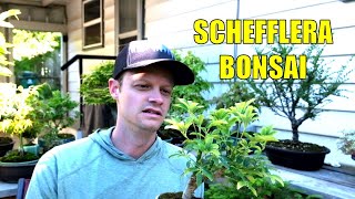 Working on my Dwarf Umbrella Schefflera Bonsai Tree [upl. by Alvera]