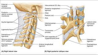 Major Ligaments of the Cervical Spine [upl. by Moon157]