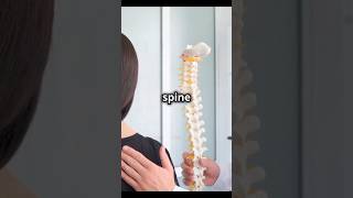 Never ignore these signs of Spine Injury spineadjustment spine [upl. by Henning]