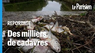 « La mortalité est terrrible »  qui a tué les poissons du canal de Loing [upl. by Salema]