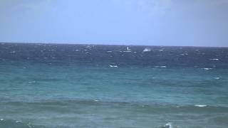 Humpback Whales breeching in front of Maui Sands Resort [upl. by Eniger972]