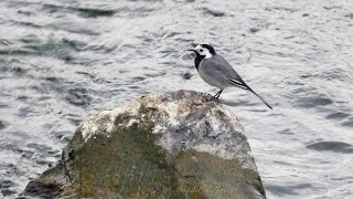 White Wagtail Motacilla alba  Bachstelze [upl. by Enihpad268]