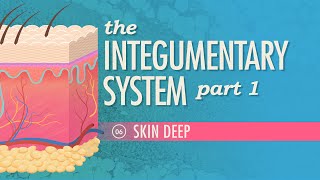 The Integumentary System Part 1  Skin Deep Crash Course Anatomy amp Physiology 6 [upl. by Nolram]