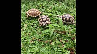 Southern European Marginated Tortoise Hatchlings With African Sulcata Tortoise Hatchlings [upl. by Luz]