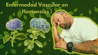 Descubre cómo detecto enfermedades vasculares en mis hortensias [upl. by Akirrehs]