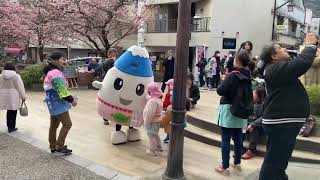 熱海桜 糸川桜祭り 2024 1 27 [upl. by Zoe]