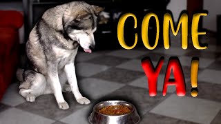 ENTRENAR un PERRO a COMER A LA ORDEN [upl. by Horsey]