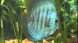 BREEDING DISCUS 101 PT 1 [upl. by Modla604]