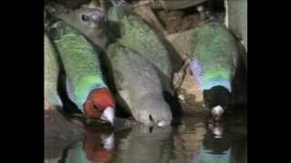 Educational Video of the Week Endangered Species in Australia [upl. by Sukul]