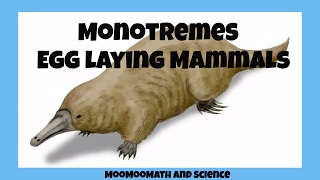 Monotremesegg laying mammals [upl. by Domel]