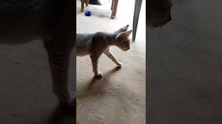 🐈cat catvideos shorts viralshorts [upl. by Ahsitra596]