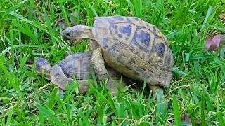 how do turtles mate video turtles mating noise turtles [upl. by Trevethick]