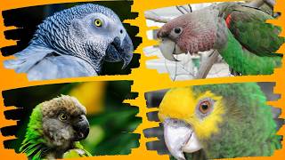 Psittacinae Exploring All African Parrot Species [upl. by Hsuk]