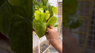 Do this for successful plant growth plantupdate [upl. by Carmelle]