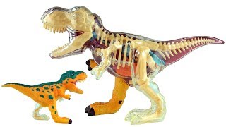 Xray Fun Tyrannosaurus Rex  3D Puzzle TRex Dinosaur Model  3D Dinosaurs Speed build [upl. by Arekat]