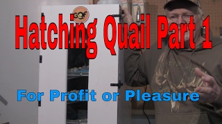 How to Hatch Quail how to raise quail hatching quail eggs Part 1 [upl. by Tilla234]