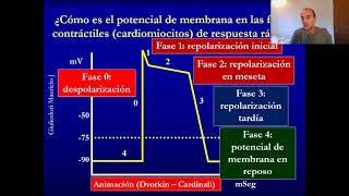 Fisiología del músculo cardíaco en 20 minutos rápido y fácil [upl. by Dnomder]