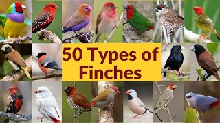 50 Types of finches Finch bird varieties 50 Types of finches with names Part1 My first video [upl. by Oremo]