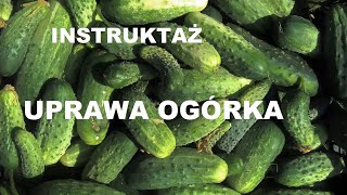 UPRAWA OGÓRKÓW  INSTRUKTAŻ  Jak uprawiać ogórki [upl. by Canice447]