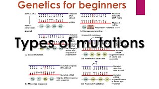 Genetic mutations  Types of mutations in genetics  Genetics for beginners [upl. by Cammie]