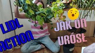 Lidl🌿Action🛒krótki przegląd🌿 piękne ale zaniedbane pnącze [upl. by Dayir]