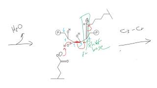 CHEM 407  Aldolase [upl. by Ahsekan209]