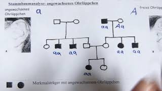 Stammbaumanalyse [upl. by Elane]
