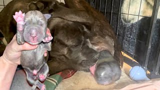 Helping my Cane Corso give birth to 7 puppies [upl. by Netsirc]