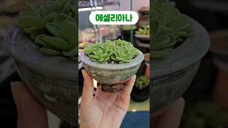 벌레잡이제비꽃 에셀리아나 식충식물 pinguicula plants garden flowers 🌱💚 [upl. by Dnalra708]