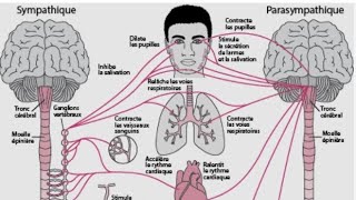 Acetylcholine éveil attention sommeil paradoxal et mémoire très important  🚨🚨 [upl. by Wentworth]