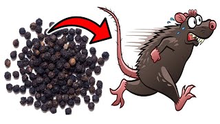 This Simple Substance Gets Rid of MICE amp RATS in SECONDS [upl. by Atikahc]