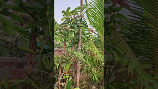 mango mangotree fruitsingarden [upl. by Gnivri]