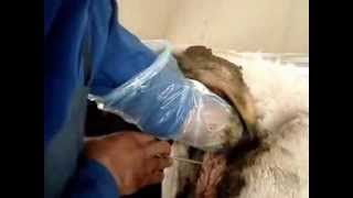 Artificial insemination in dairy cow [upl. by Nitsed]