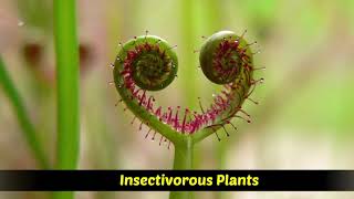 Heterotrophic Plants  Saprophytic  Parasitic  Insectivorous plants [upl. by Leumel]