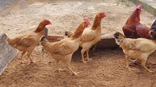 ✅ Lançamento do projeto GALINHA NATIVA ● RAÇA RABO DE LEQUE [upl. by Irej]