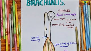 Brachialis Muscle  Upper Limb [upl. by Airotkiv992]